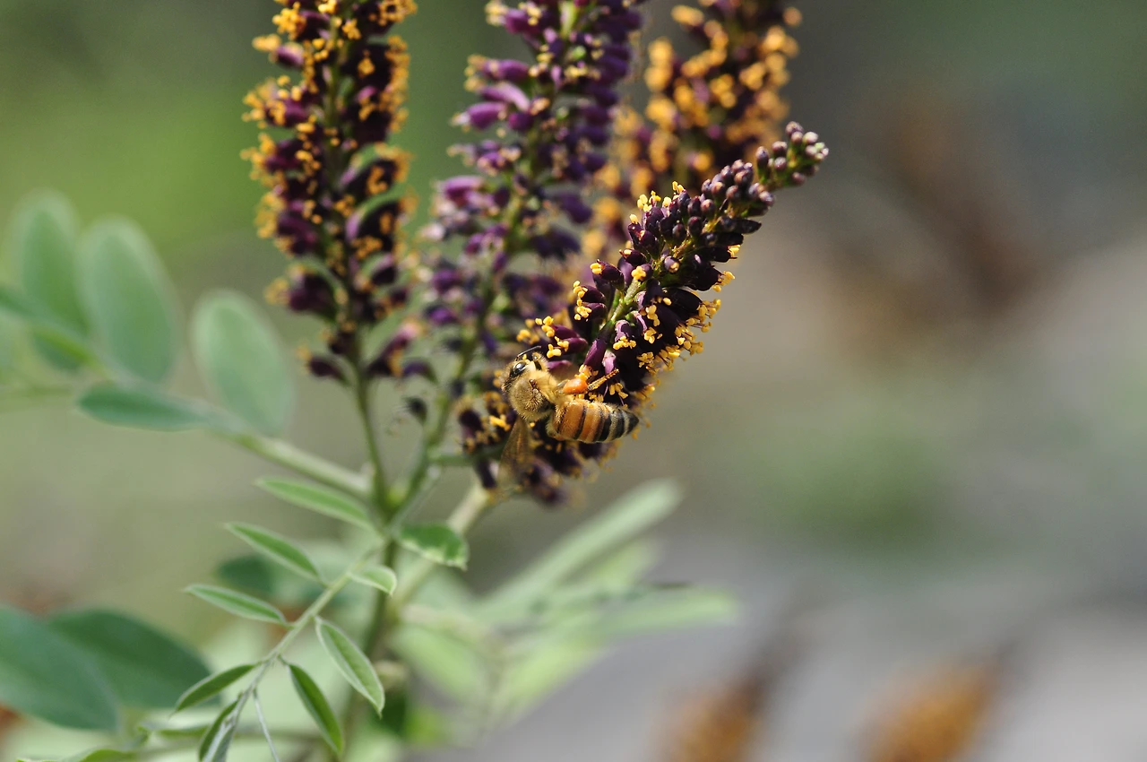 족제비싸리 (6).JPG