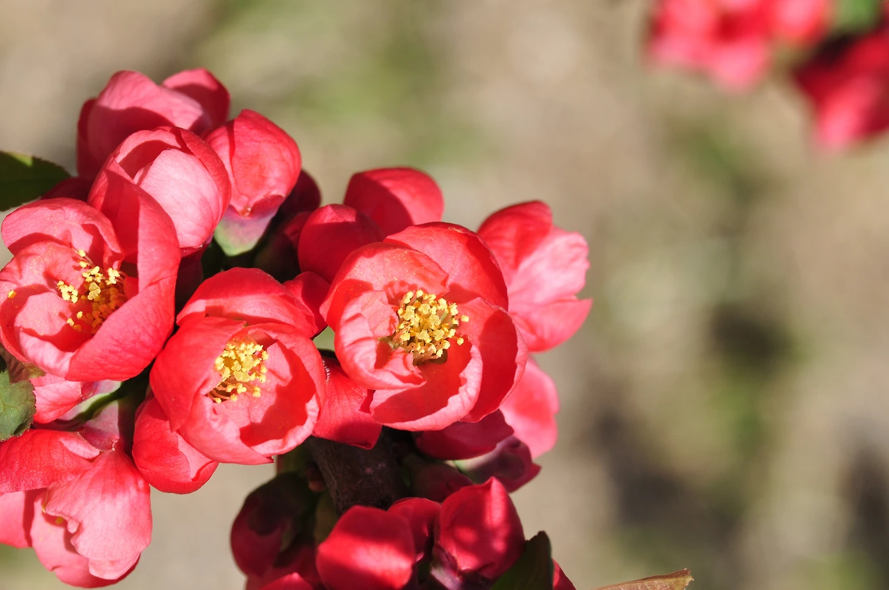 명자나무 (5).JPG