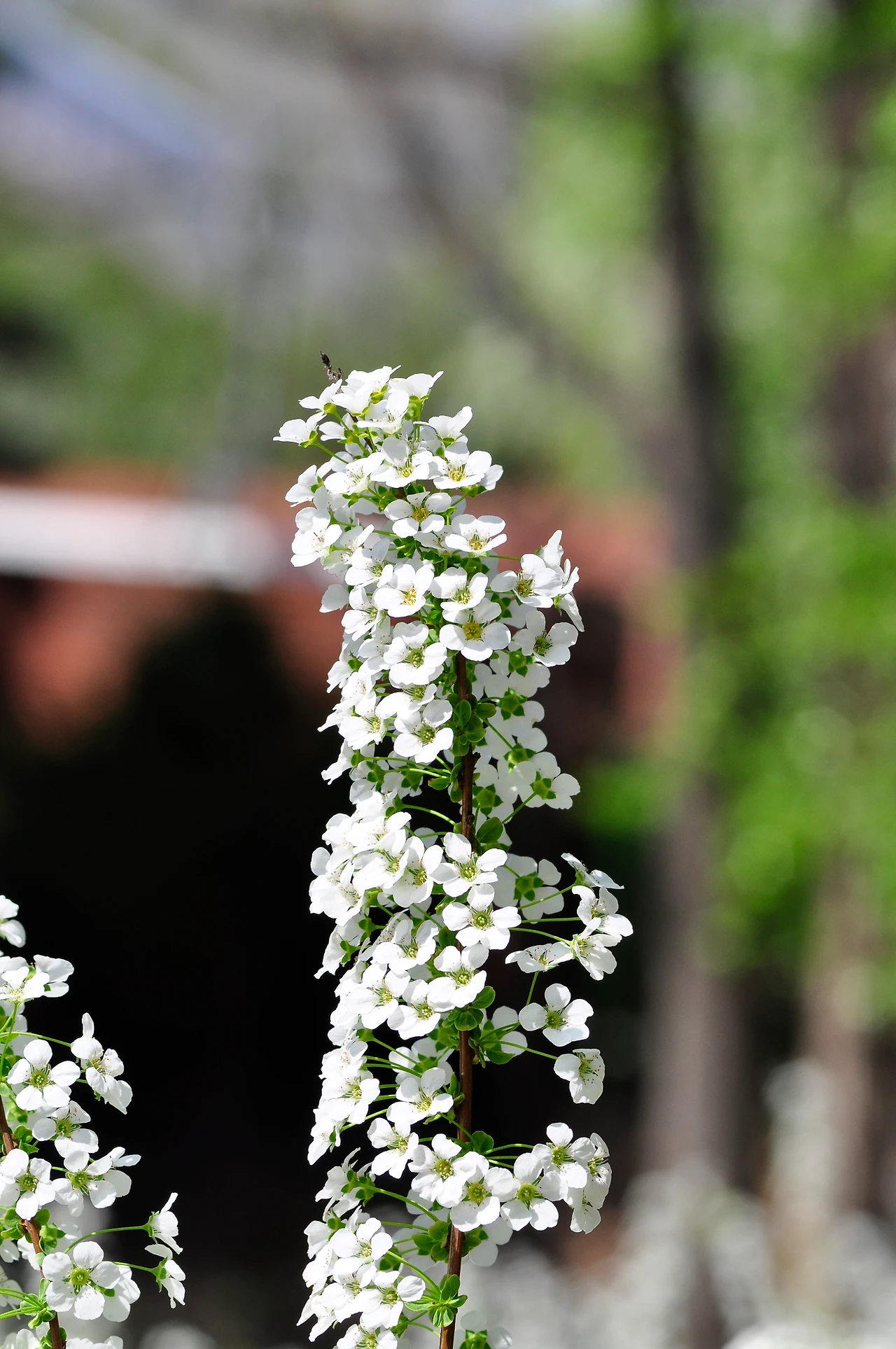 조팝나무 (3).JPG