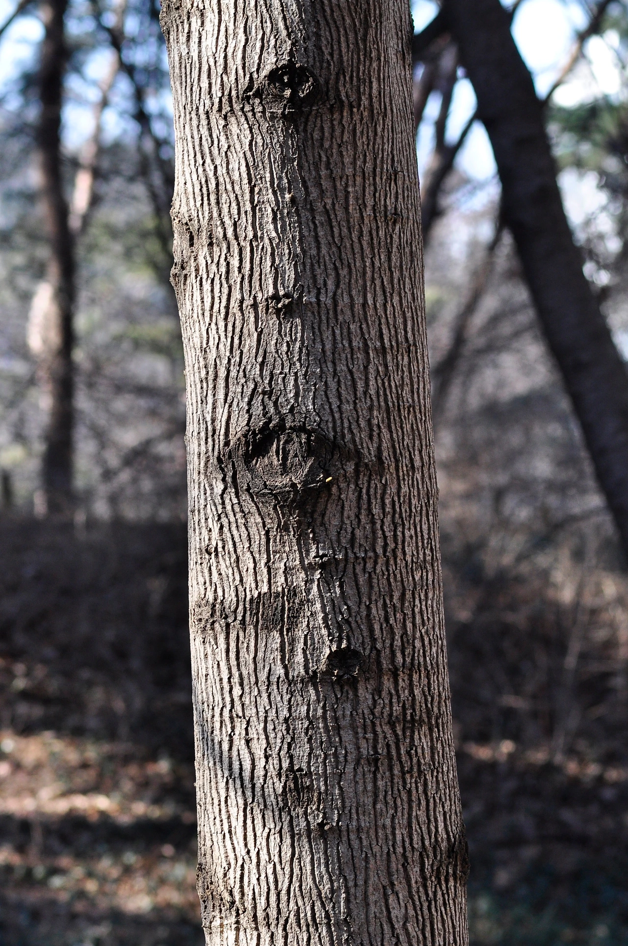 백합나무 (2).JPG