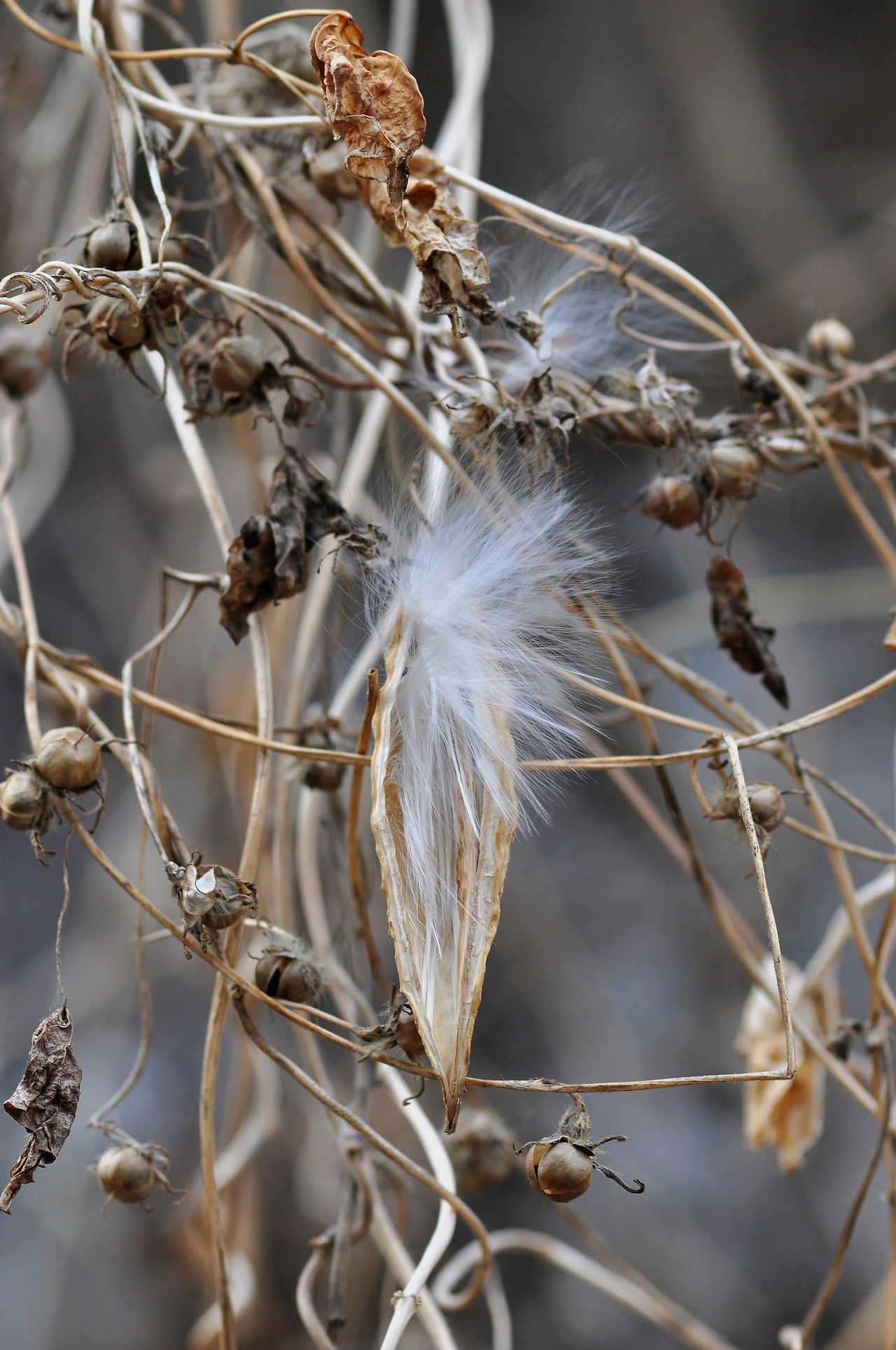 박주가리 (2).JPG