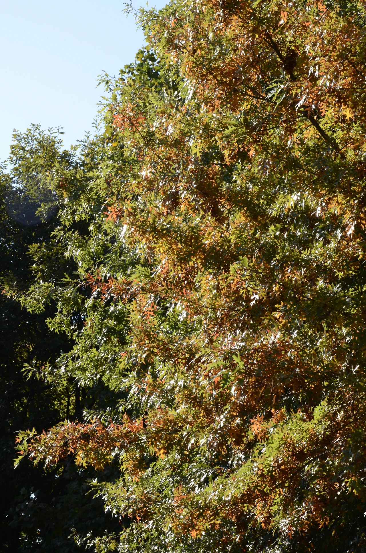 대왕참나무 (5).JPG