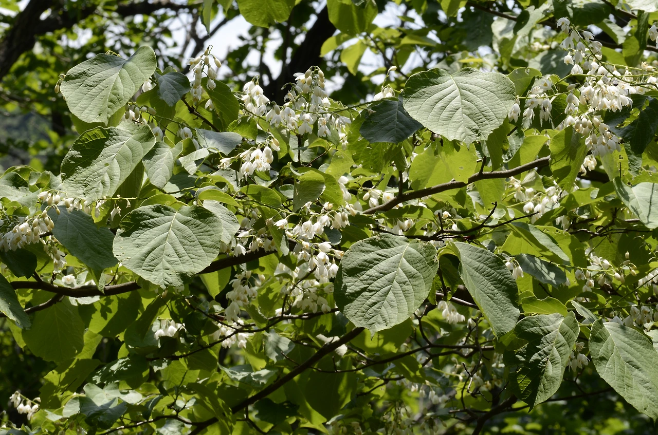 쪽동백나무 (5).JPG