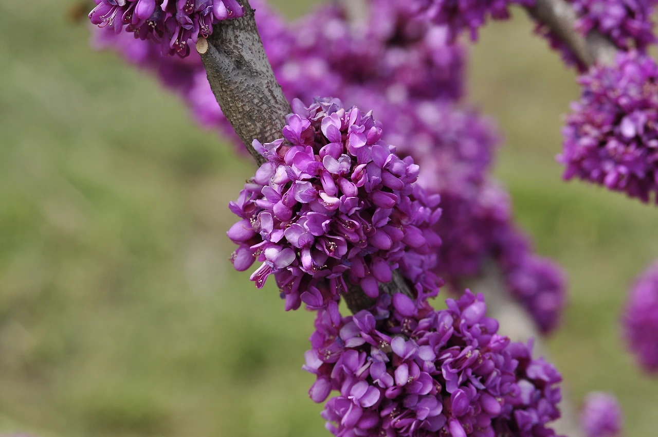 박태기나무 (5).JPG