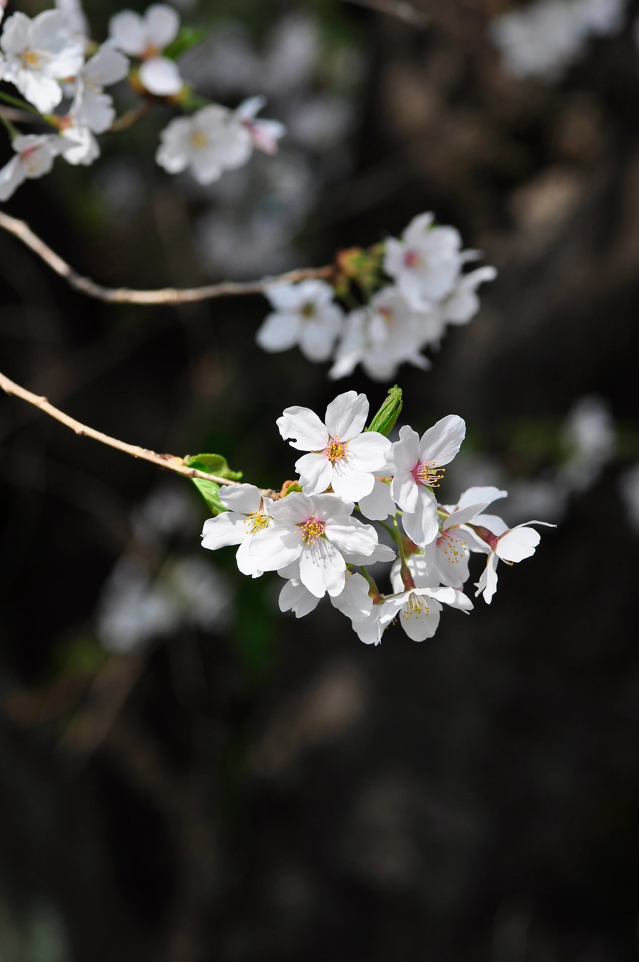 왕벚나무 (23).JPG