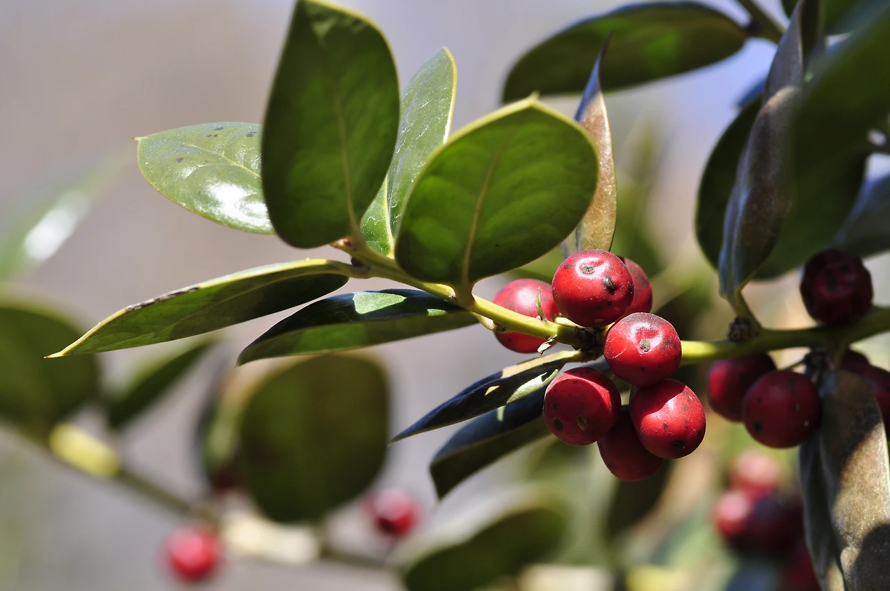 호랑가시나무 (3).JPG