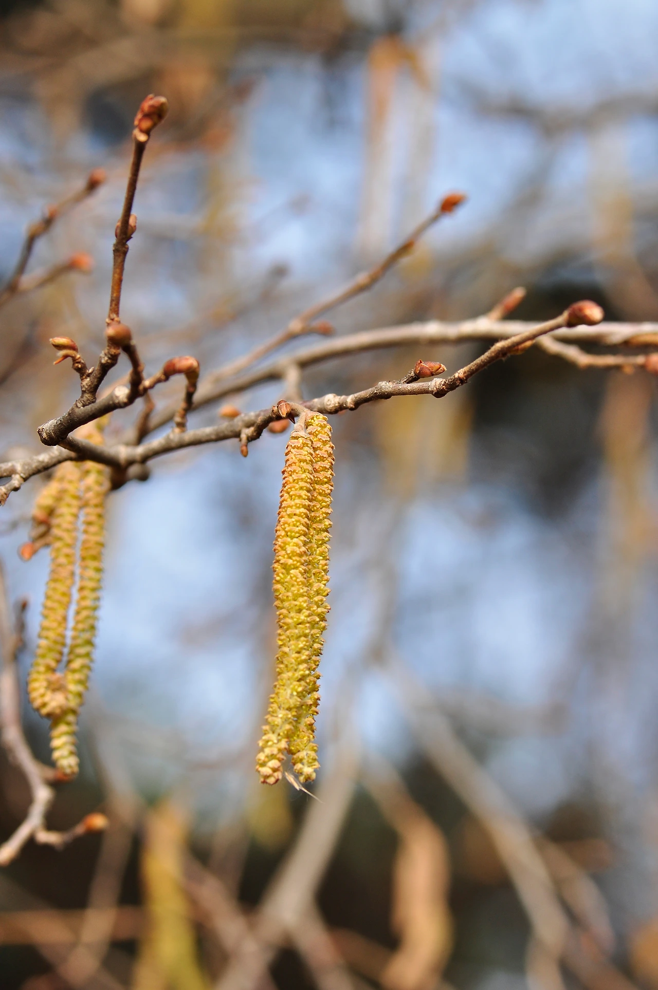 개암나무 (4).JPG