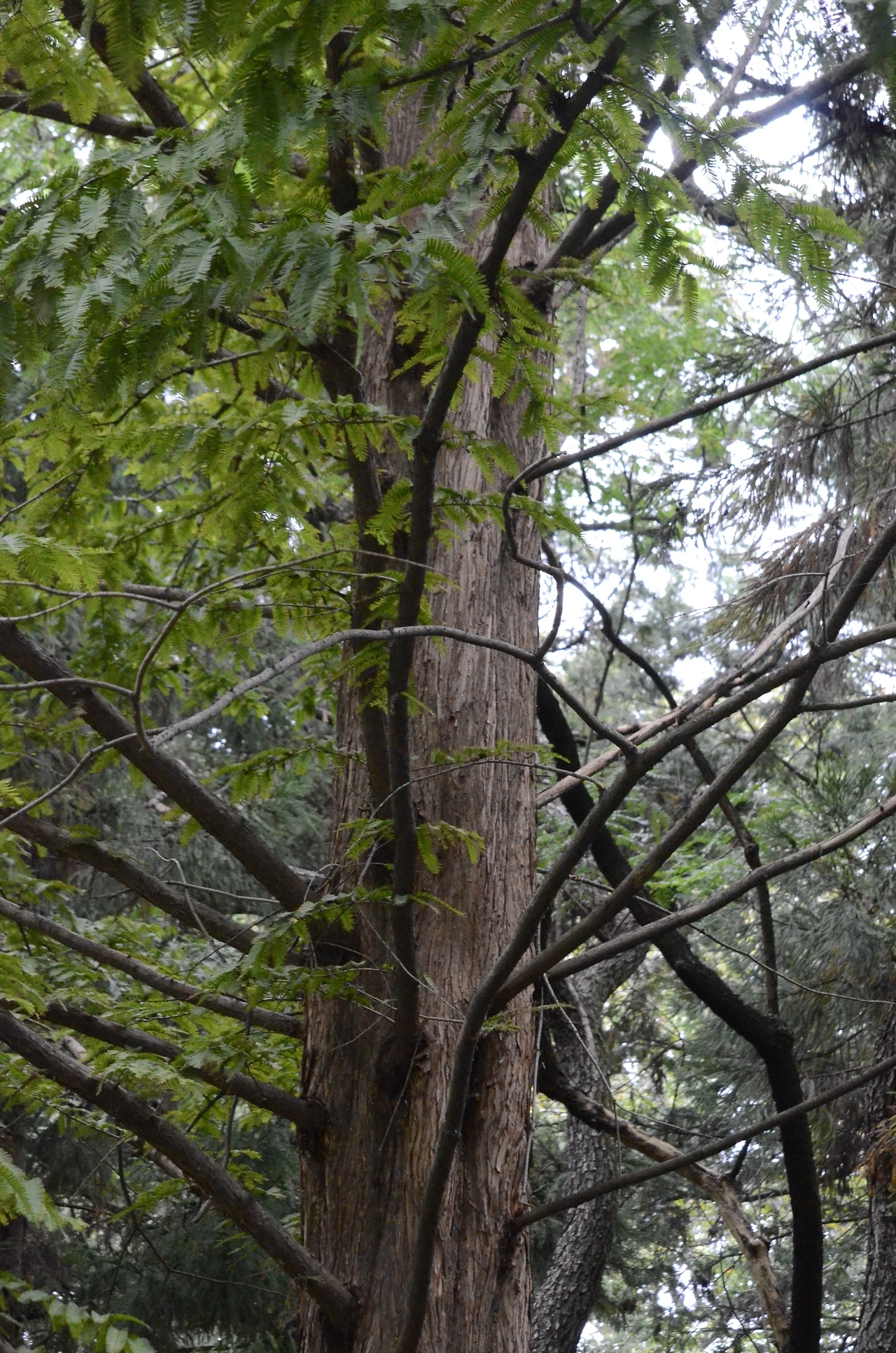 메타세쿼이아 (14).JPG