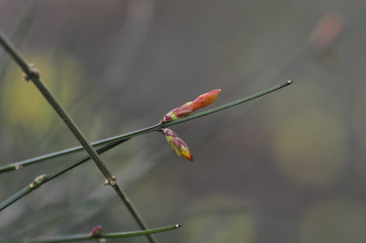 영춘화_겨울눈 (3).JPG