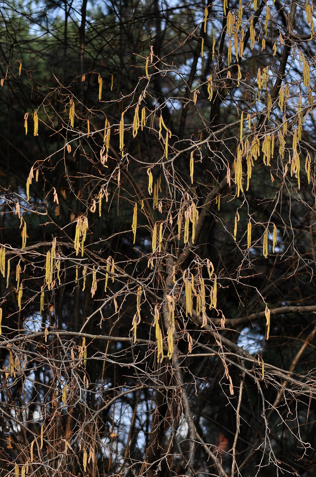 개암나무 (6).JPG