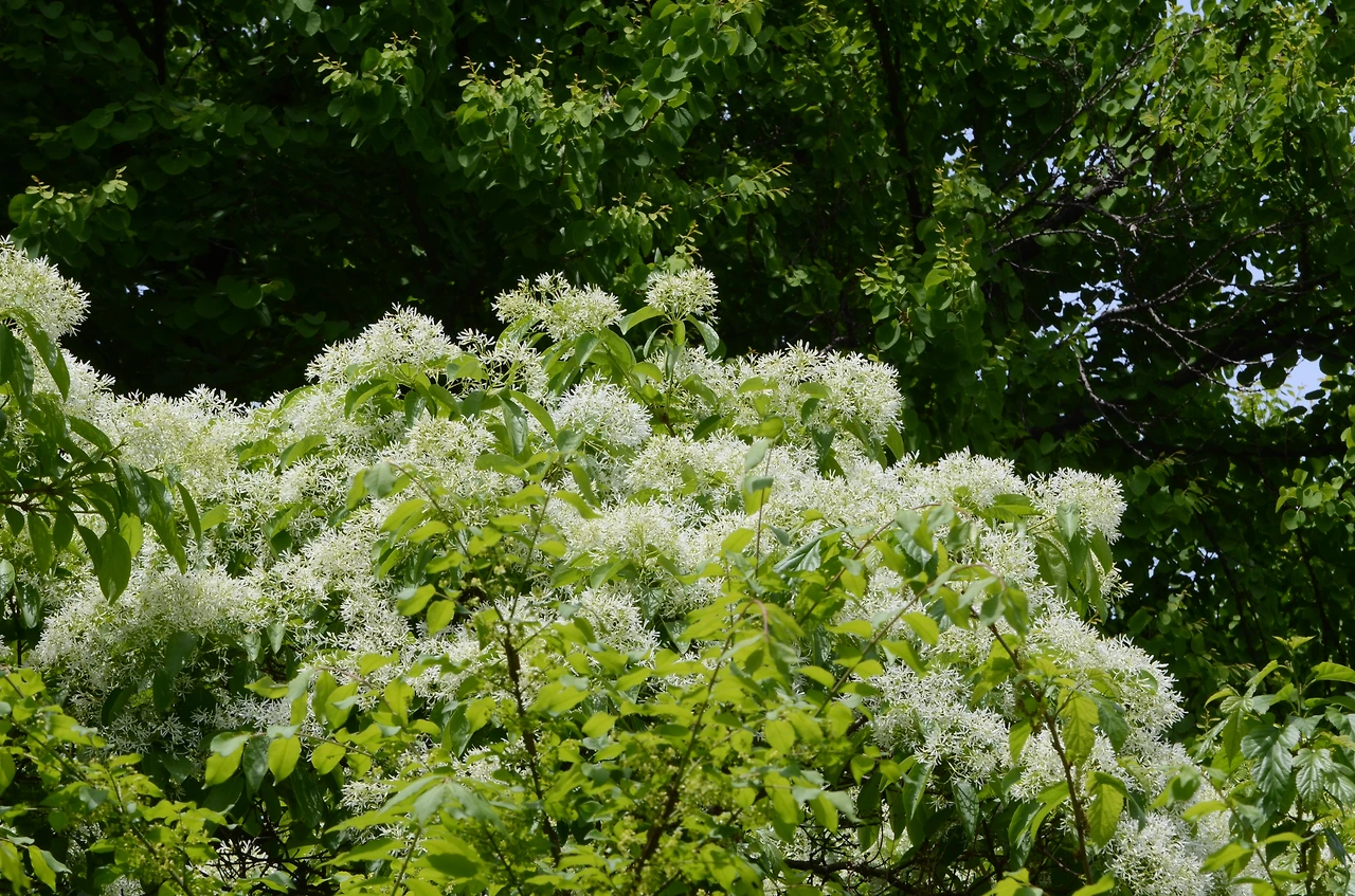 이팝나무 (2).JPG