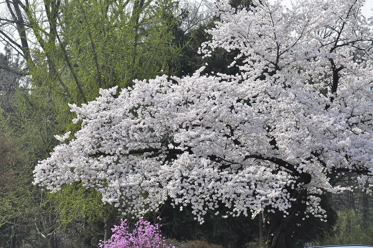 왕벚나무 (29).JPG