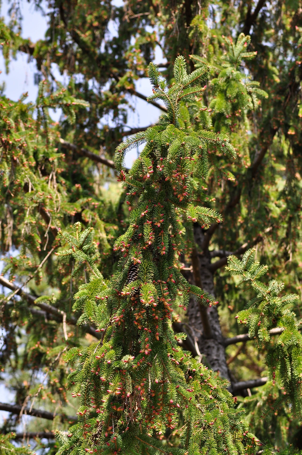 독일가문비나무 (2).JPG