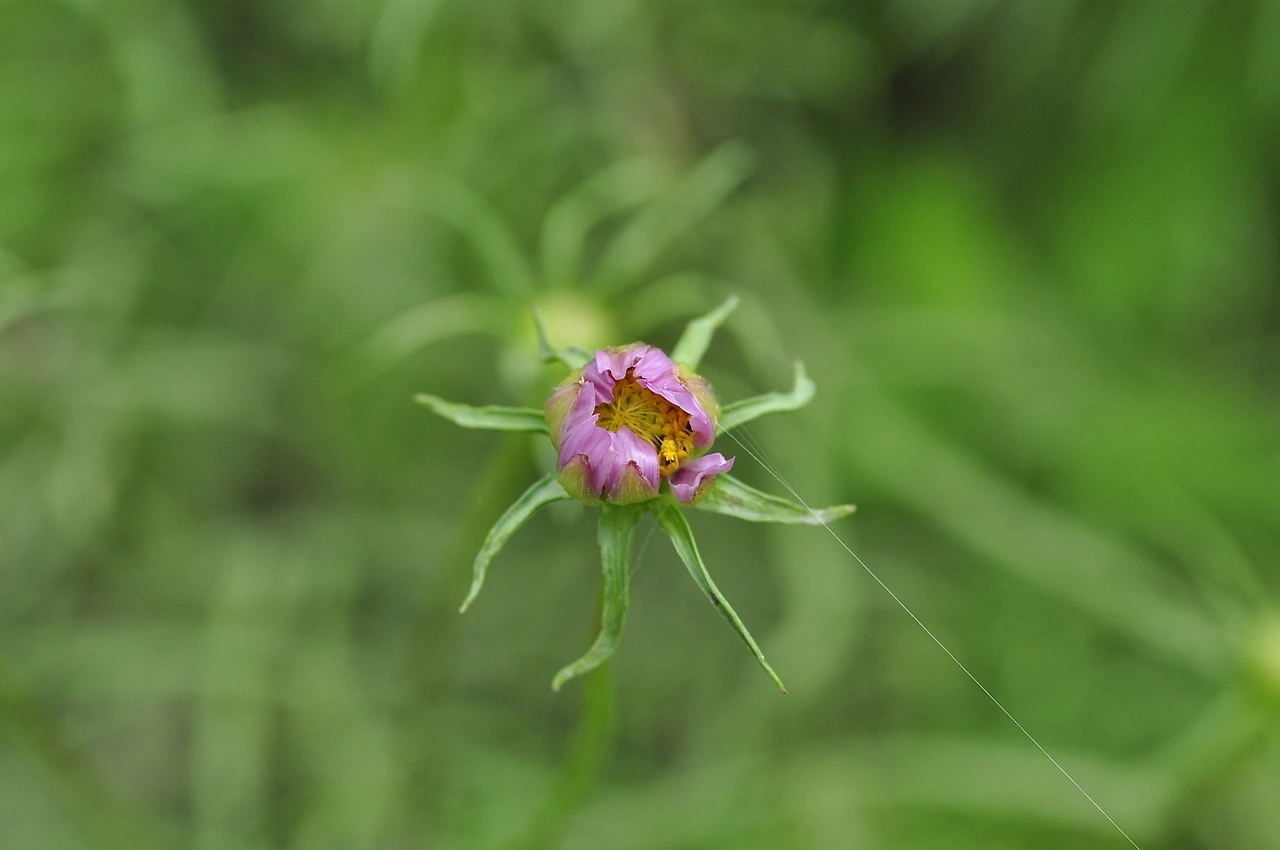 코스모스 (7).JPG