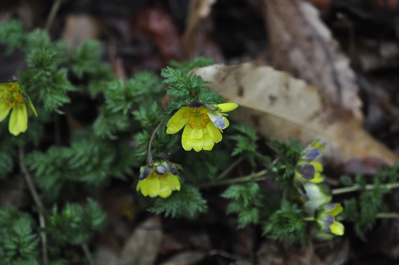 복수초_꽃 (5).JPG