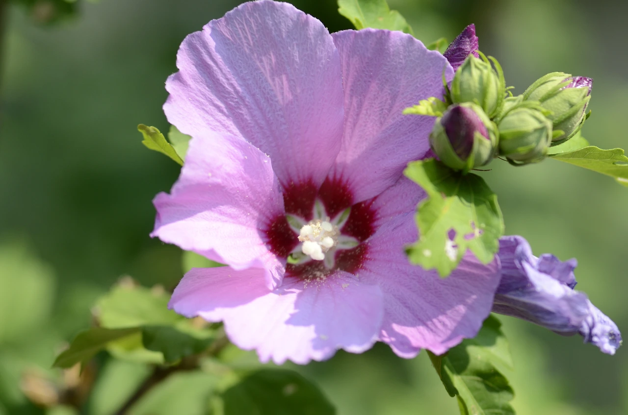 무궁화(Lady Stanley).JPG