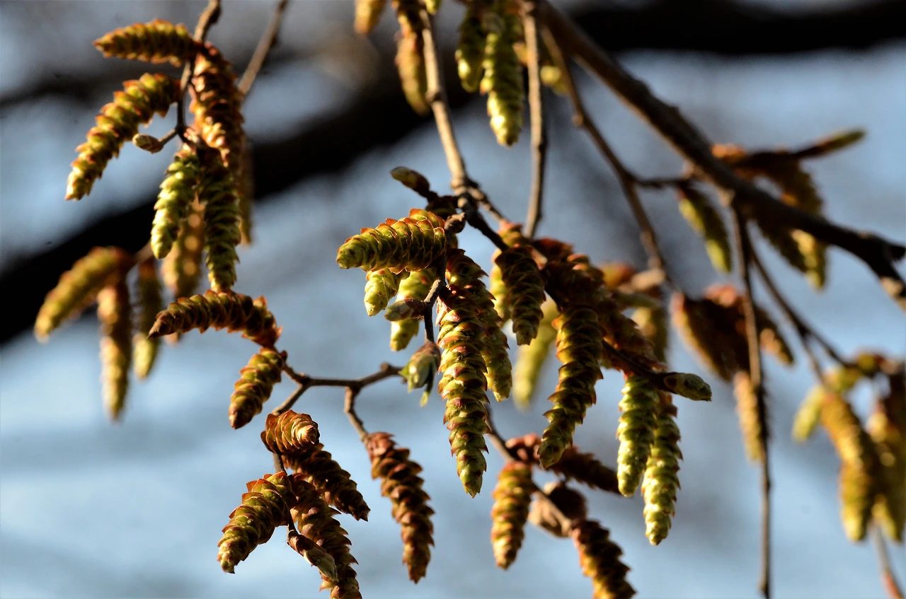 개서어나무 (3).JPG