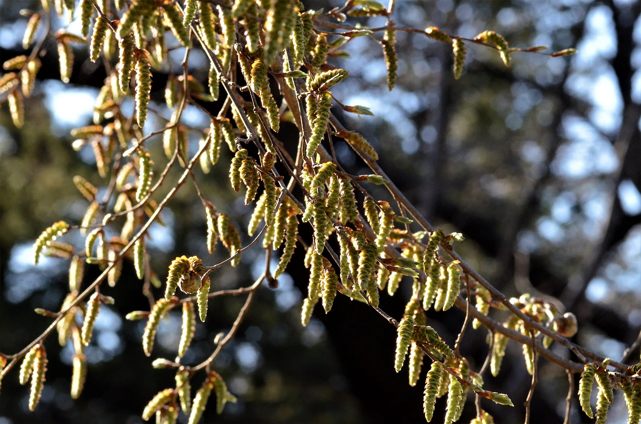 개서어나무 (9).JPG