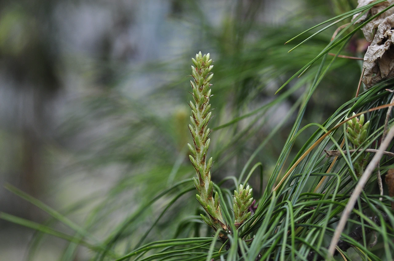 스트로브잣나무 (3).JPG