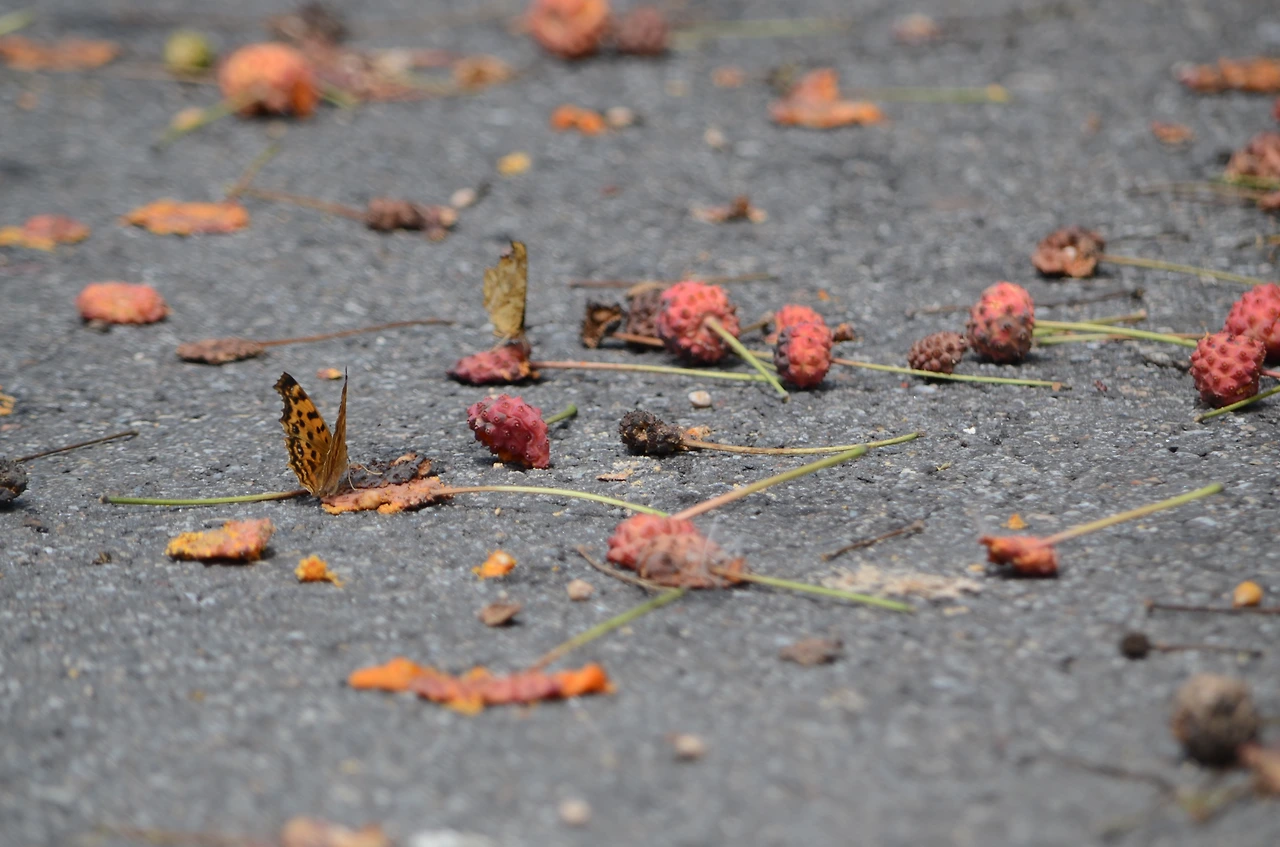 네발나비 (5).JPG