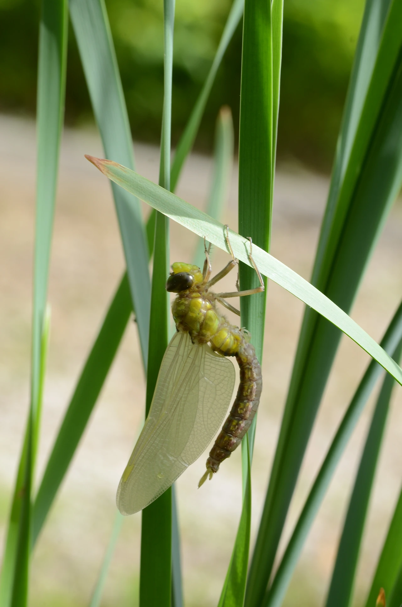 먹줄왕잠자리 (10).JPG