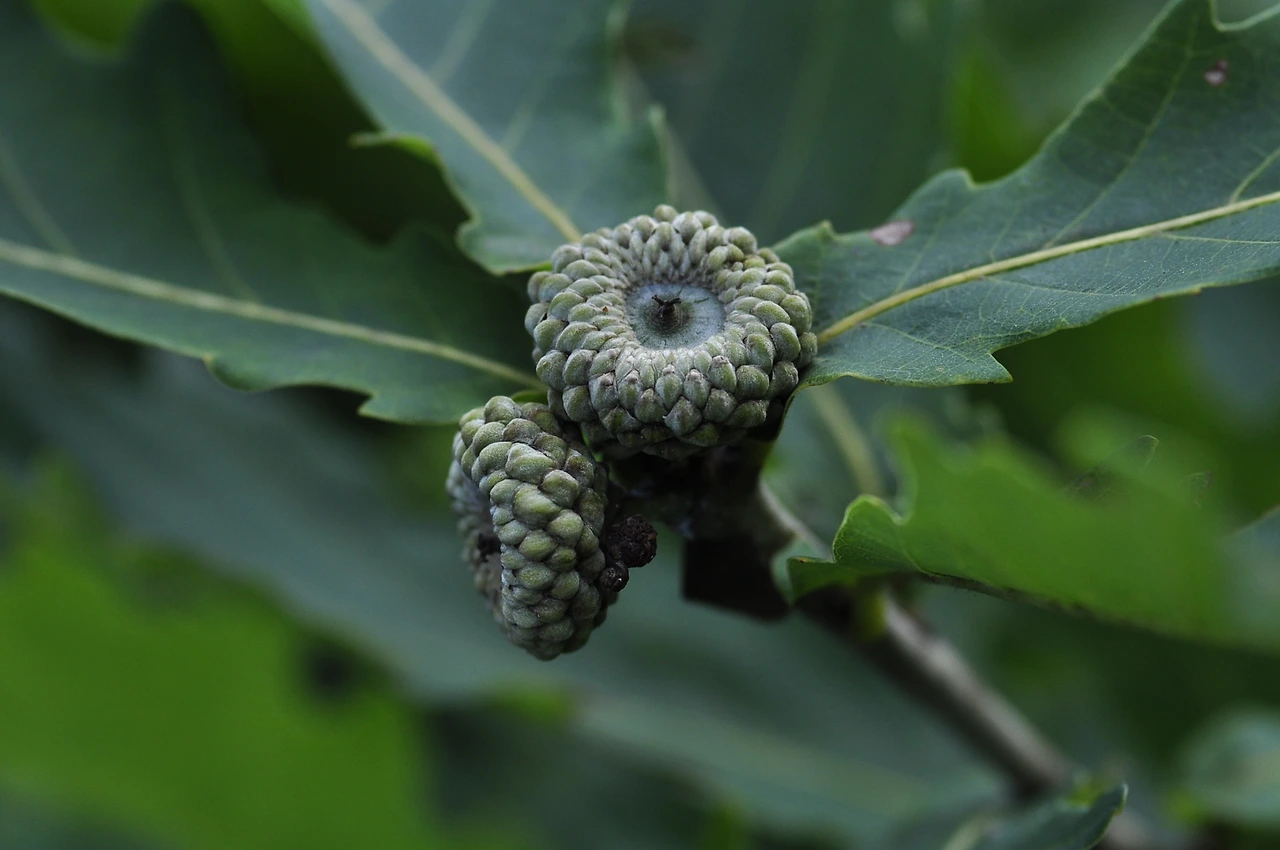 신갈나무 (2).JPG