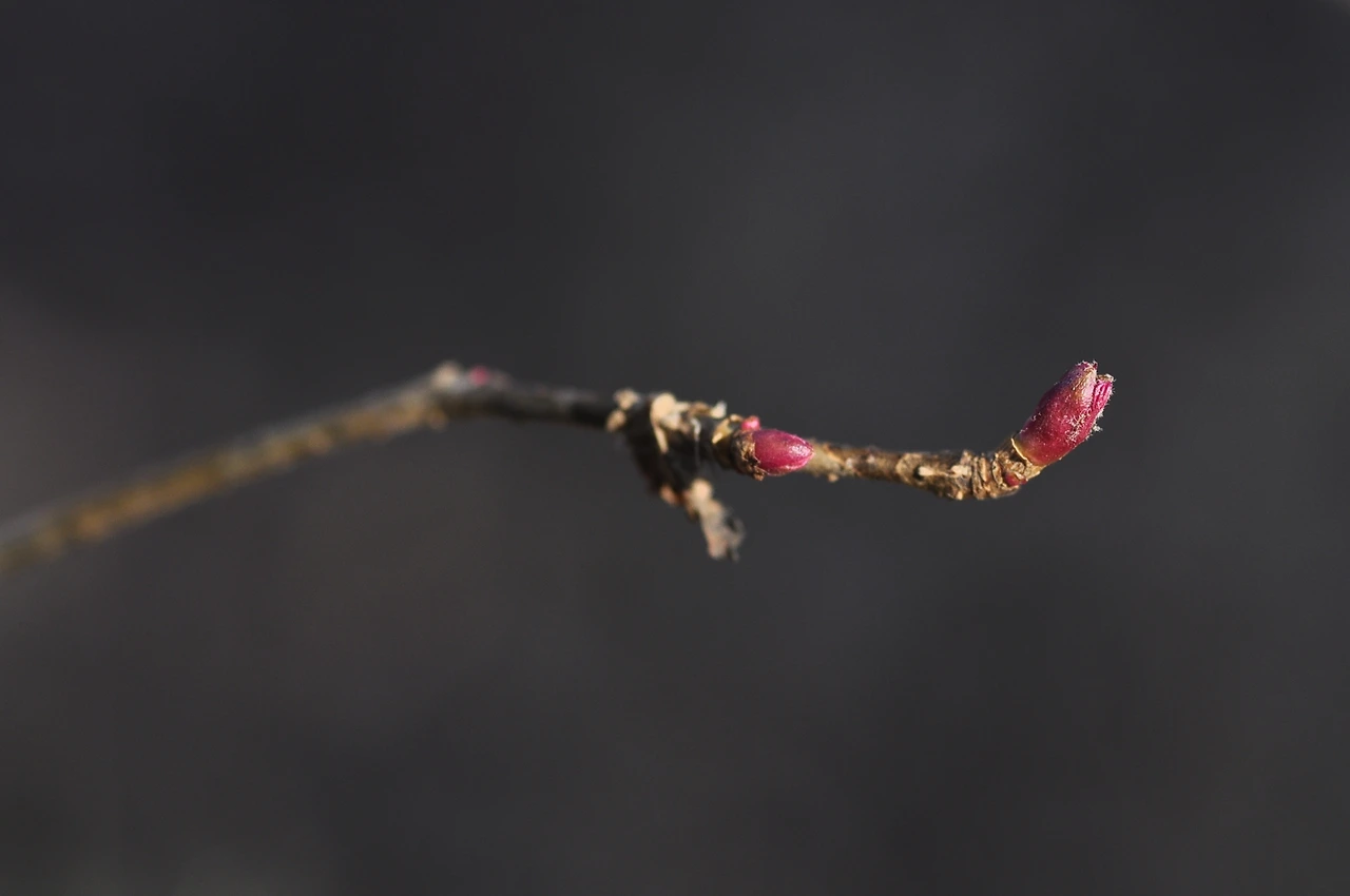 쉬땅나무 (3).JPG