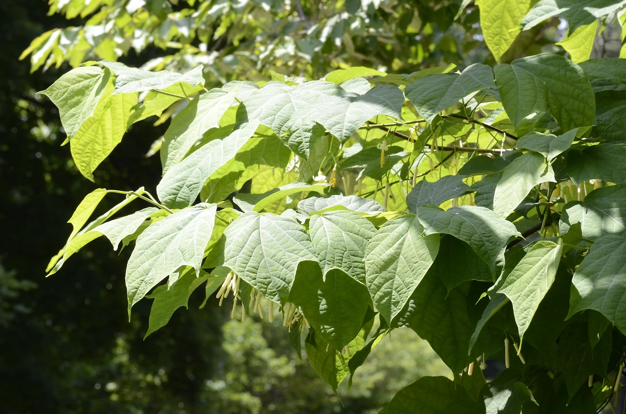 박쥐나무 (6).JPG