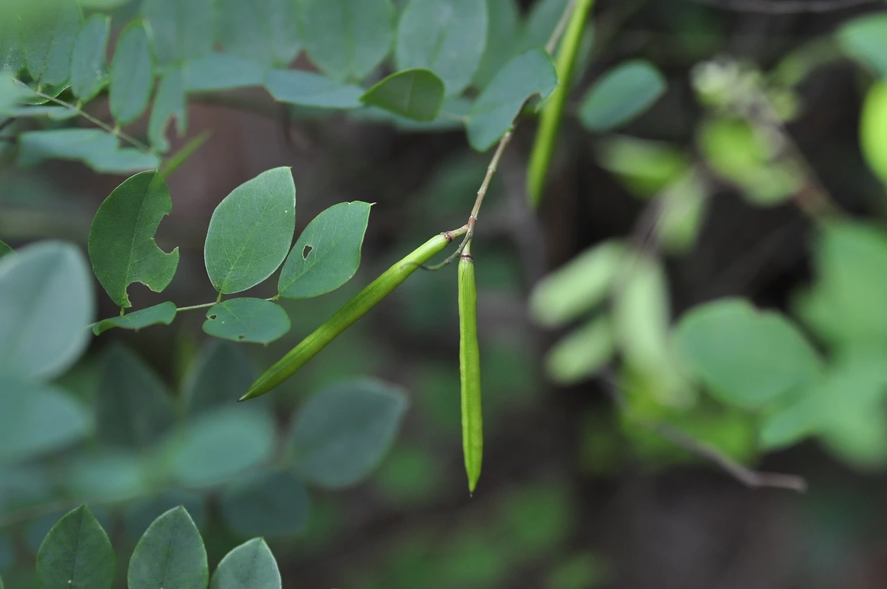 땅비싸리 (3).JPG