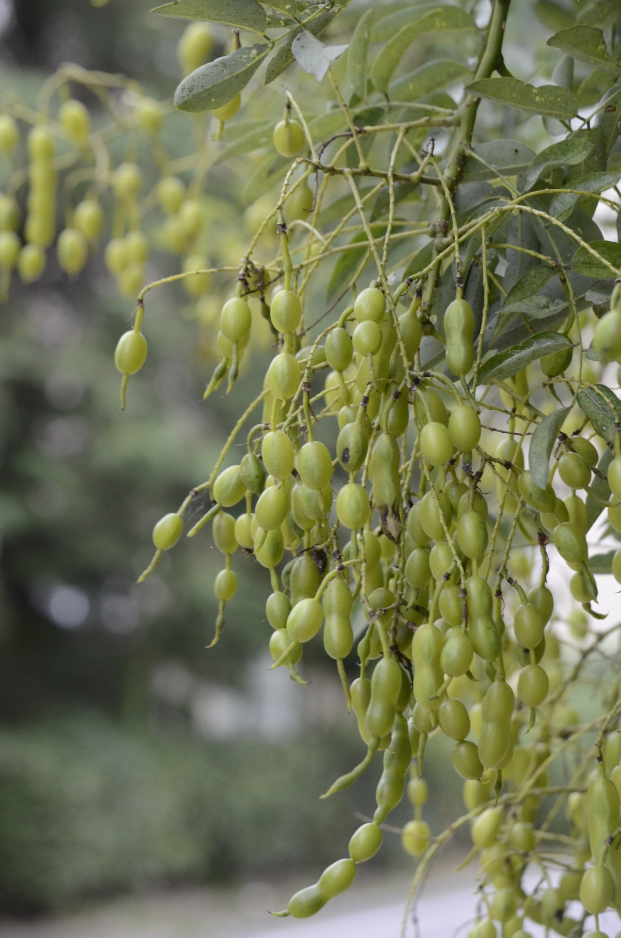 회화나무 (3).JPG