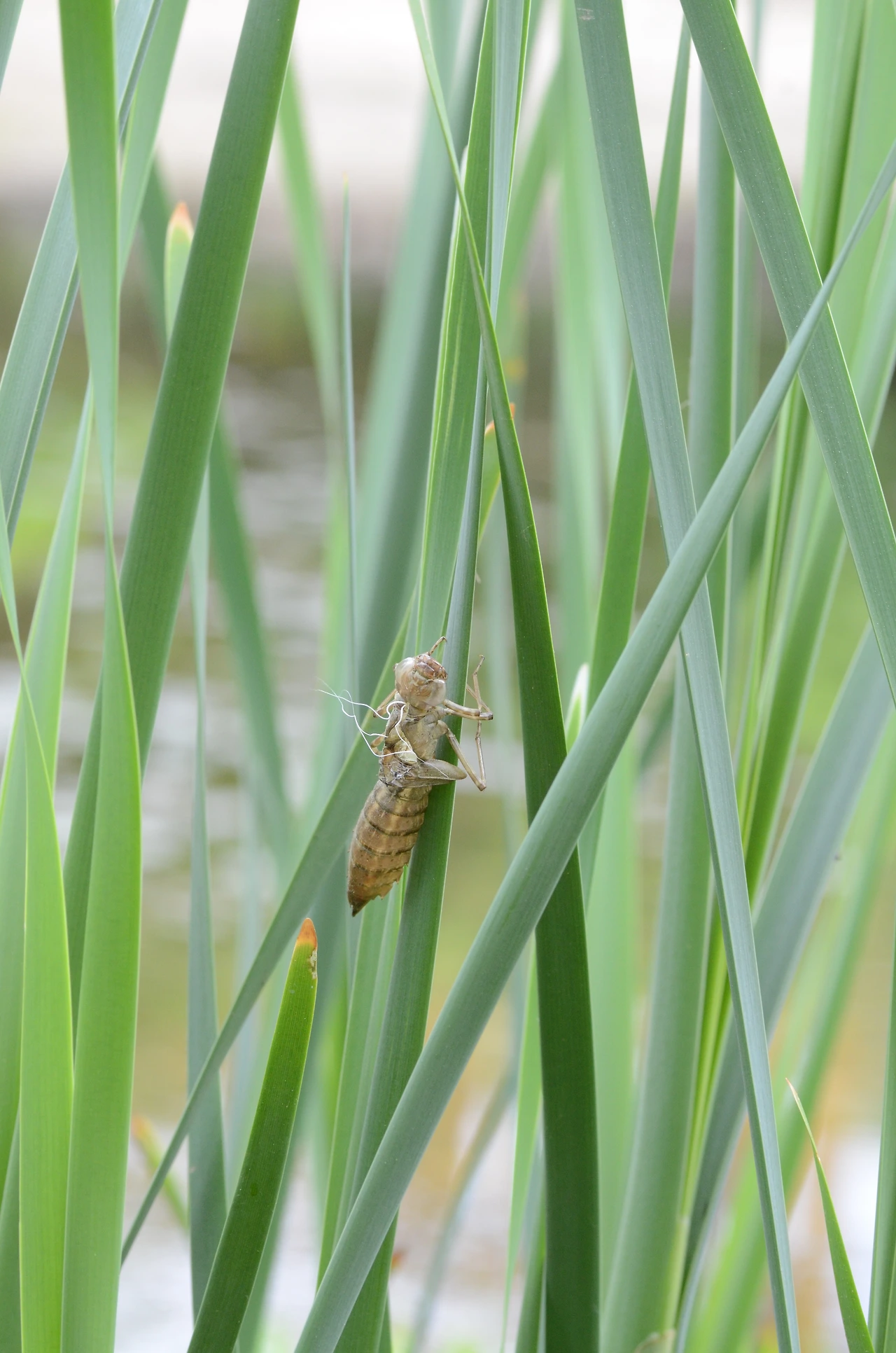 먹줄왕잠자리 (19).JPG