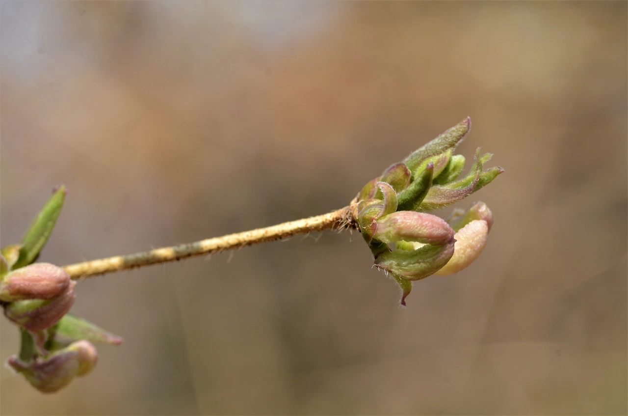 산괴불나무 (2).JPG