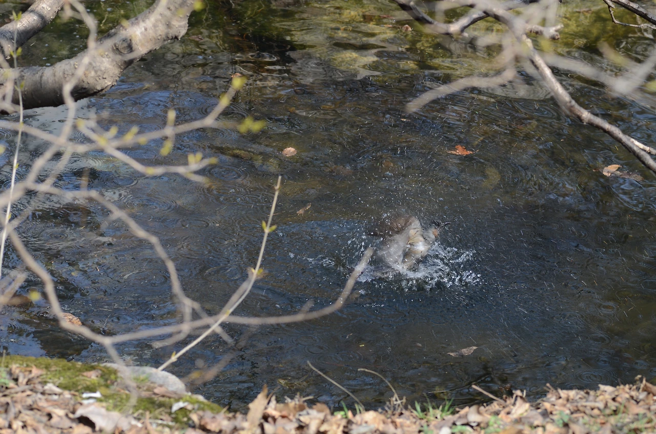 직박구리 목욕 (3).JPG