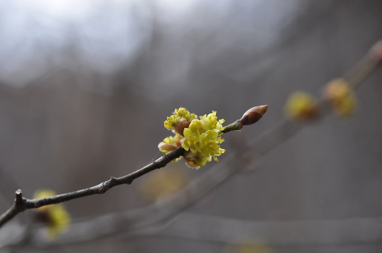 생강나무 (5).JPG