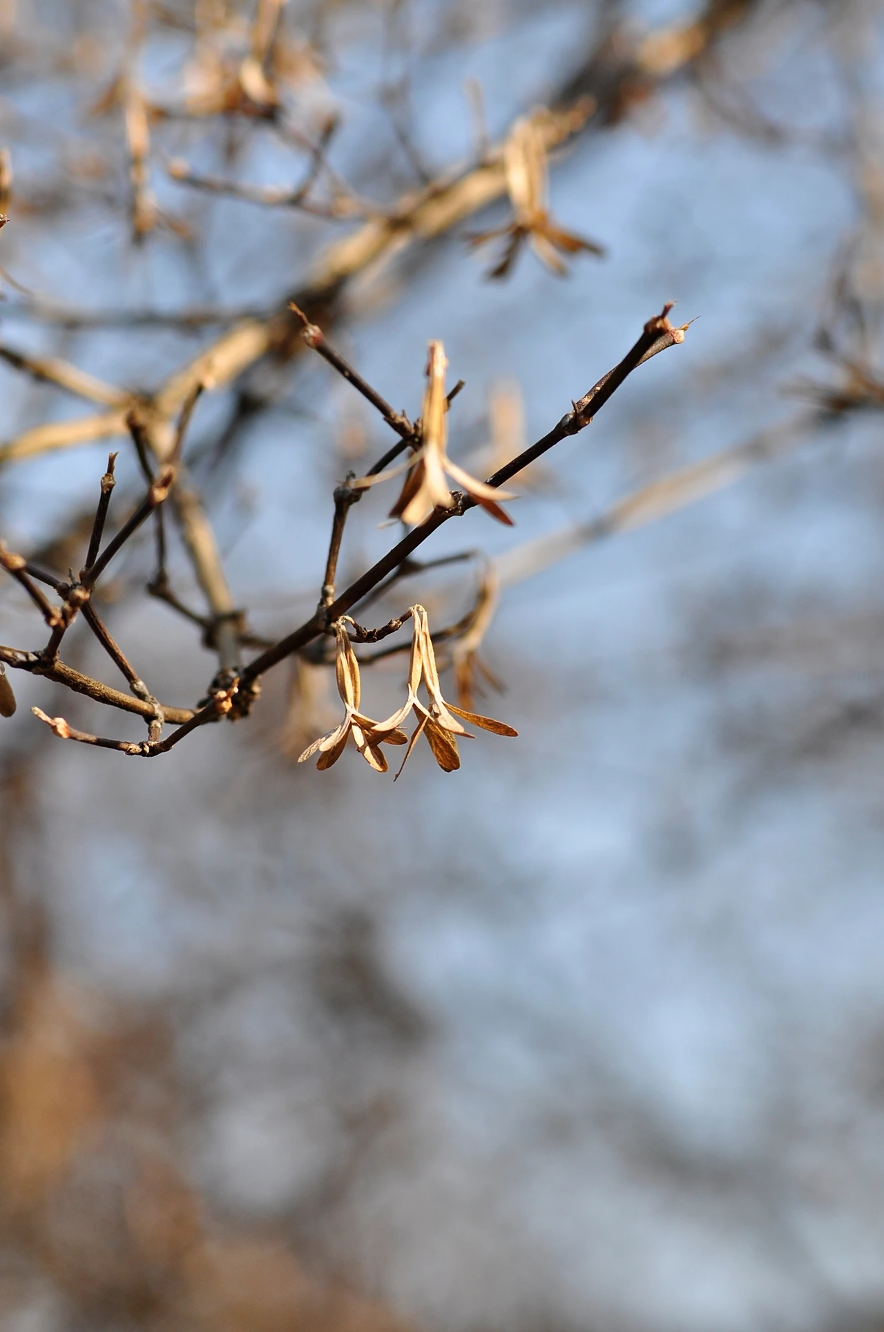 댕강나무 (2).JPG