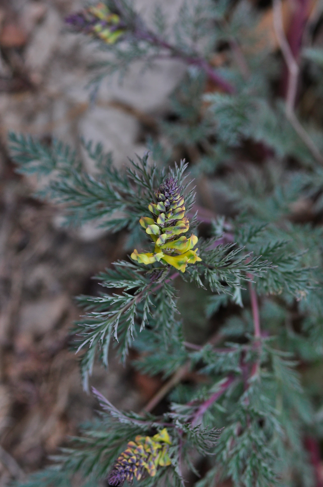 노란괴불주머니 (5).JPG