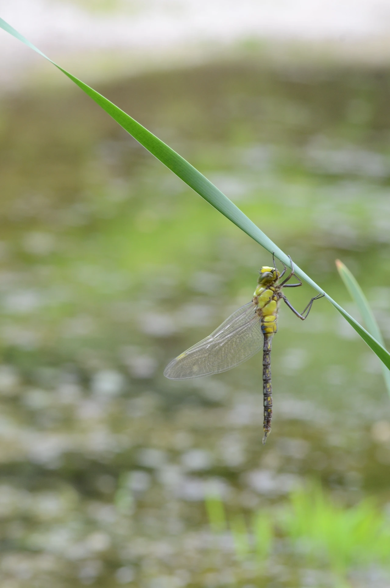 먹줄왕잠자리 (16).JPG