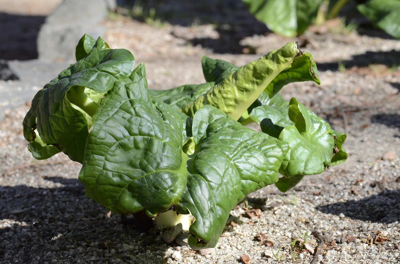 앉은부채 (2).JPG