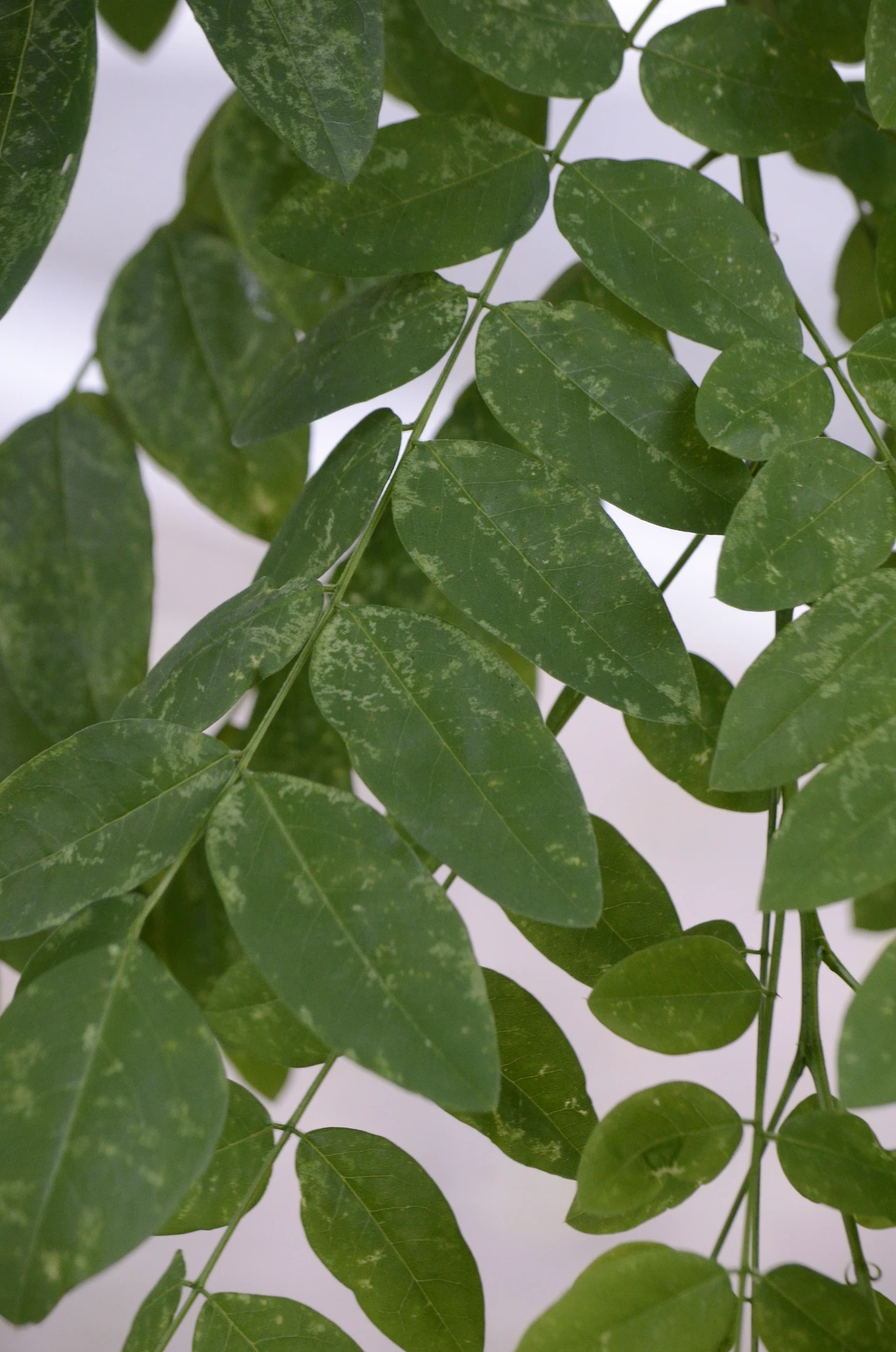 회화나무 (5).JPG