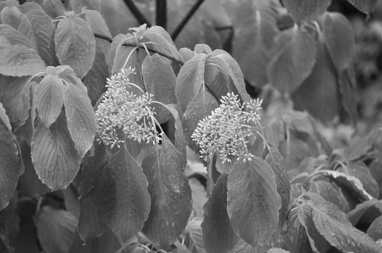 층층나무 (5).JPG