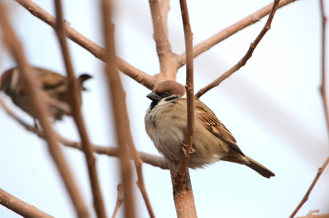 무궁화 위 참새.JPG