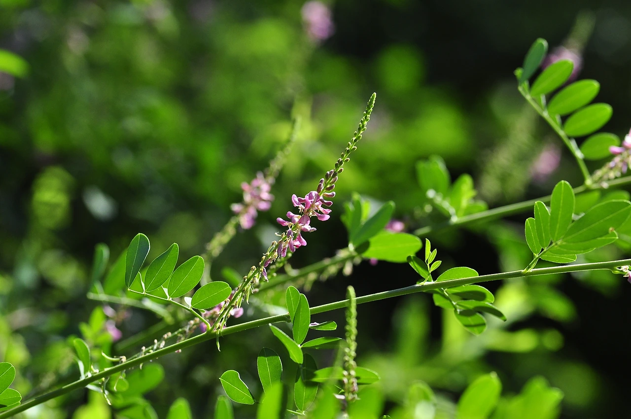 큰낭아초 (2).JPG