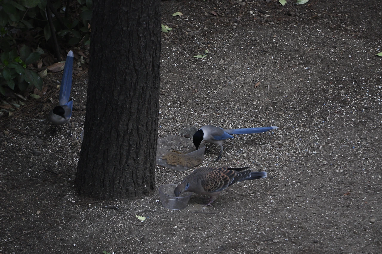 물까치와 비둘기.JPG