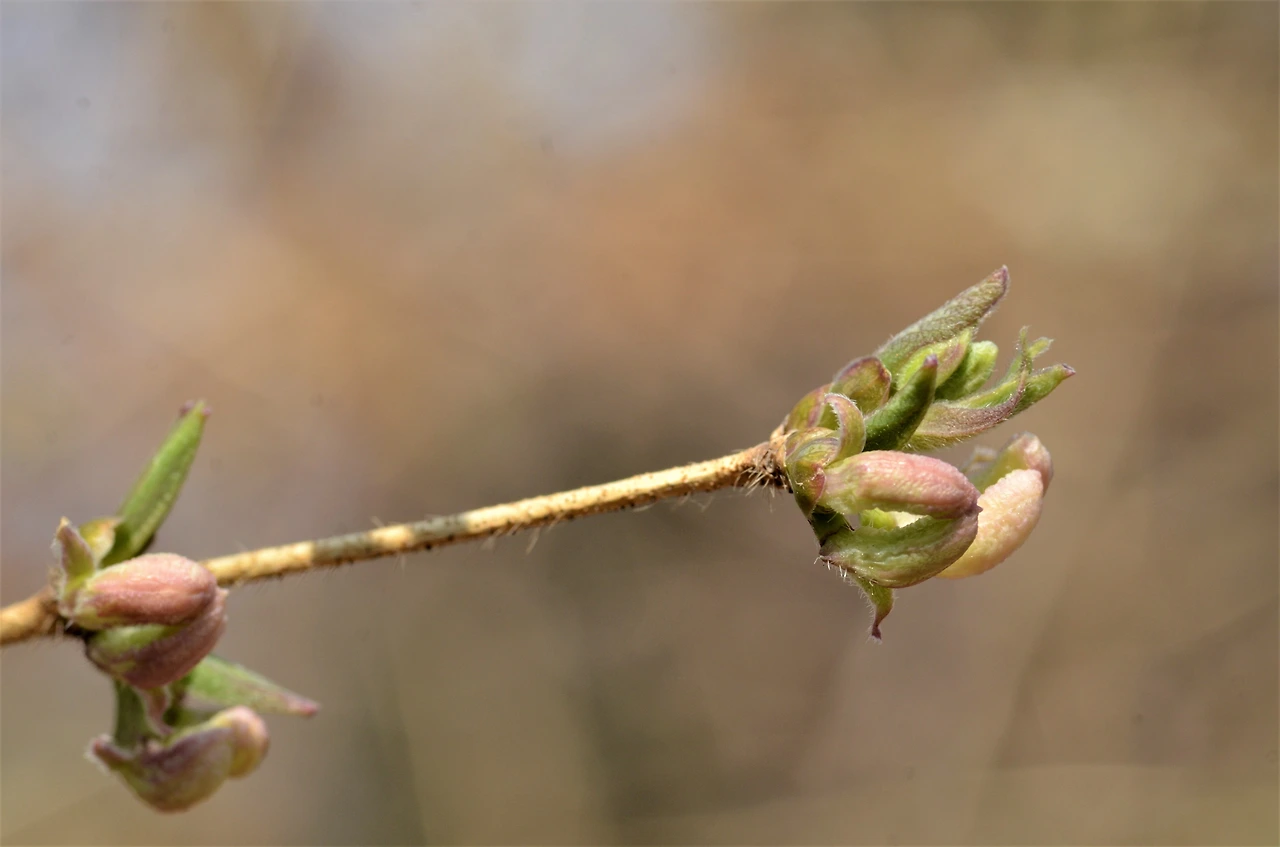 산괴불나무 (3).JPG