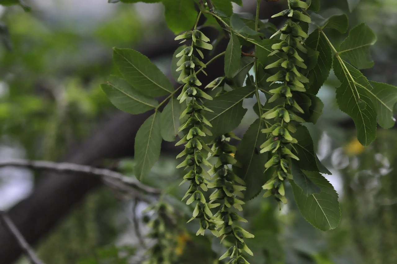 중국굴피나무 (4).JPG