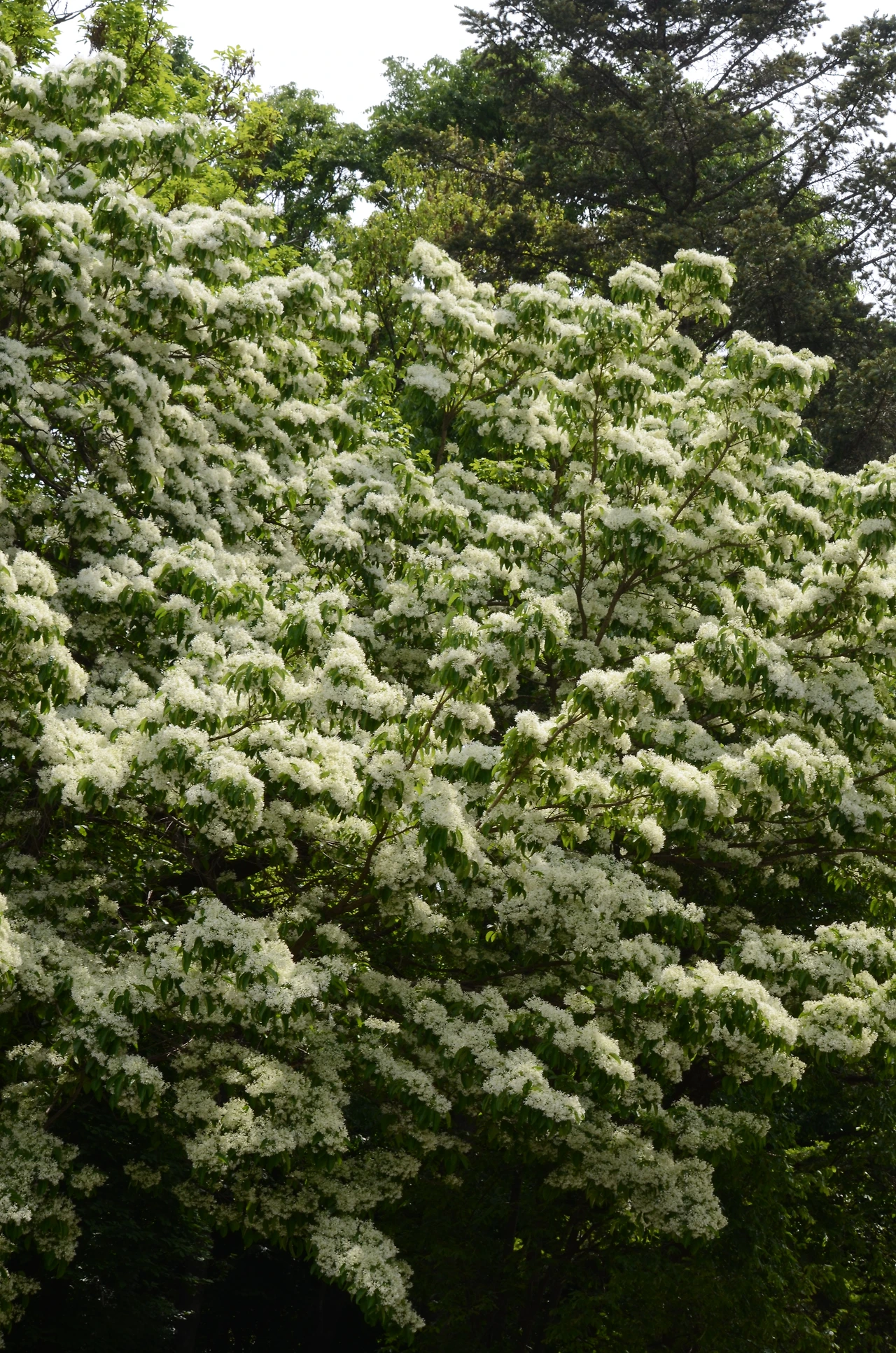 이팝나무 (6).JPG