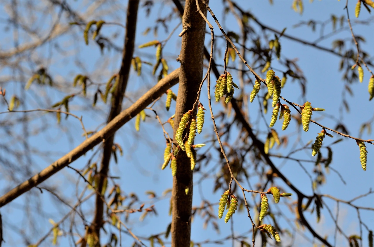 개서어나무 (2).JPG