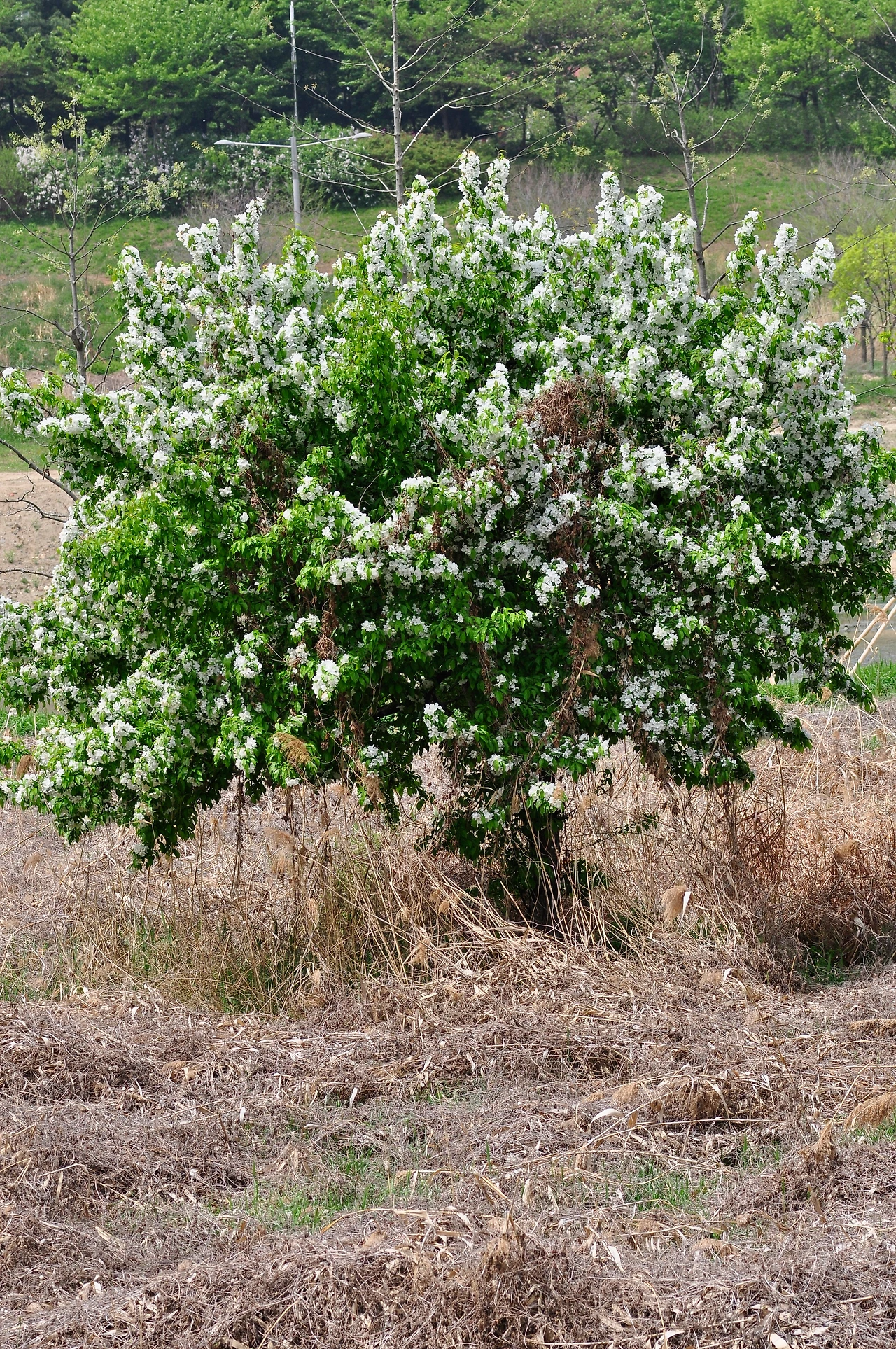 노린재나무 (2).JPG