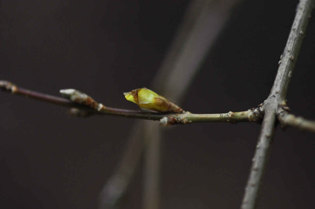 히어리_겨울눈 (2).JPG