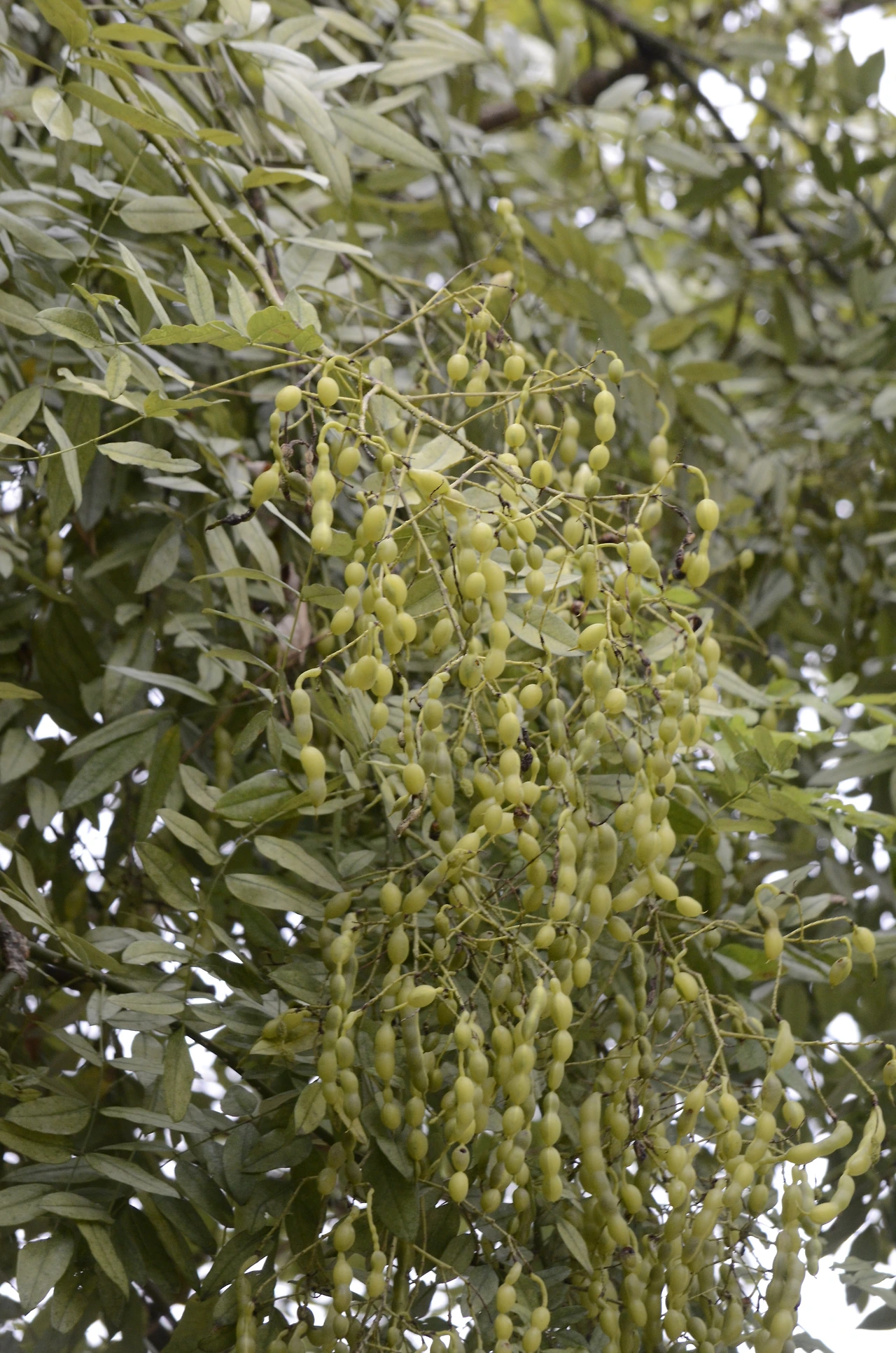 회화나무 (18).JPG